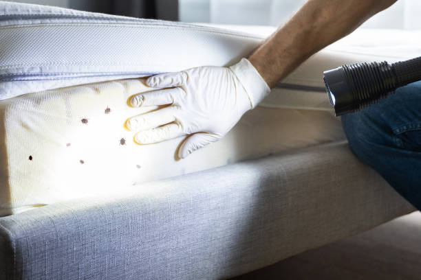 Wasp Removal Services in Ara, AL